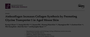 Byun, K.-A.; Oh, S.M.; Oh,S.; Kim, H.M.; Oh, M.; Kim, G.; Kim, M.S.; Son, K.H.; Byun, K. Atelocollagen Increases Collagen Synthesis by Promoting Glycine Transporter 1 in Aged Mouse Skin. Int. J. Mol. Sci. 2025,26,11825.